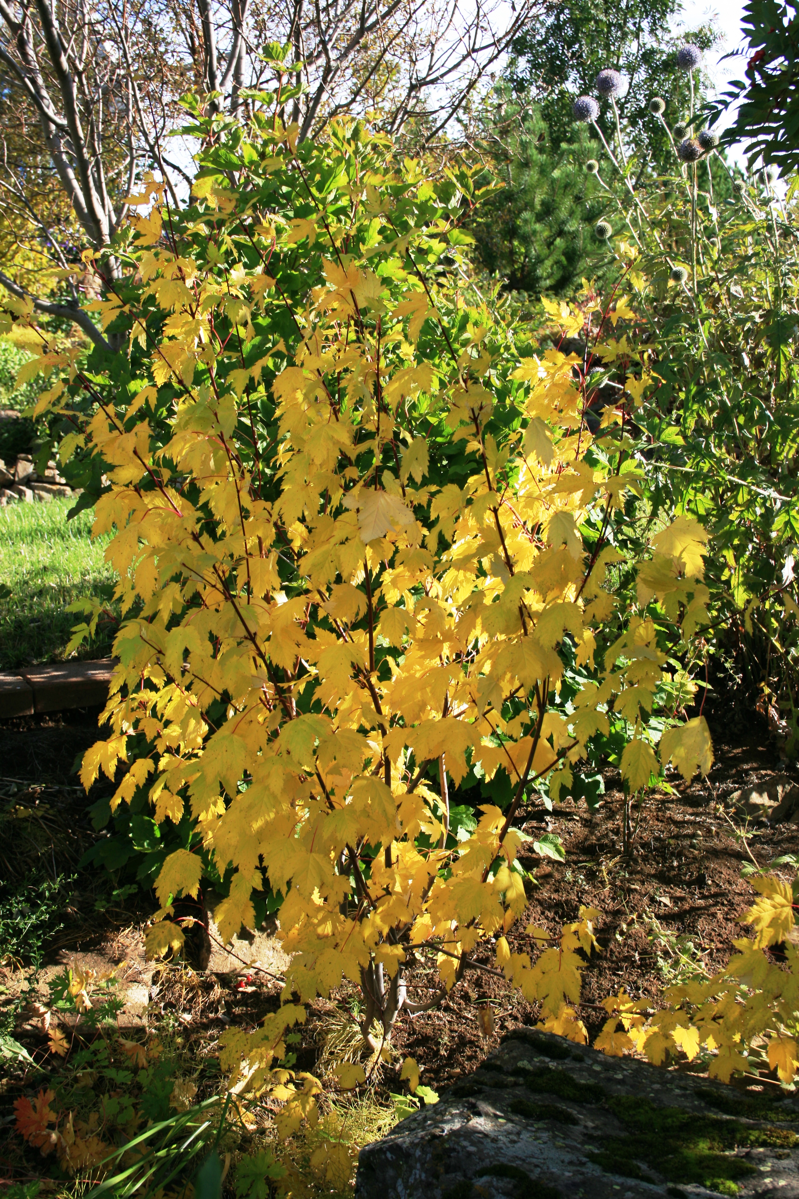 Acer glabrum Höfða 270910.JPG